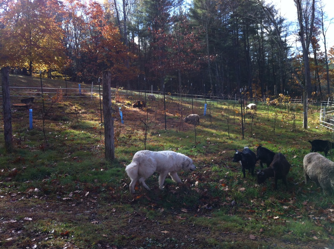 Sheep In Vineyard